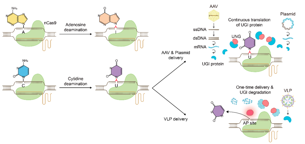 /ueditor/image/20260713/1783929534143239/image.png image.png